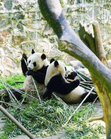 14-Day Essential China With Panda & Yangzte River Cruise