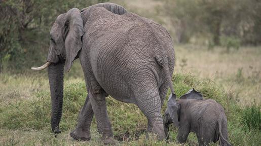 Animal-Friendly Travel