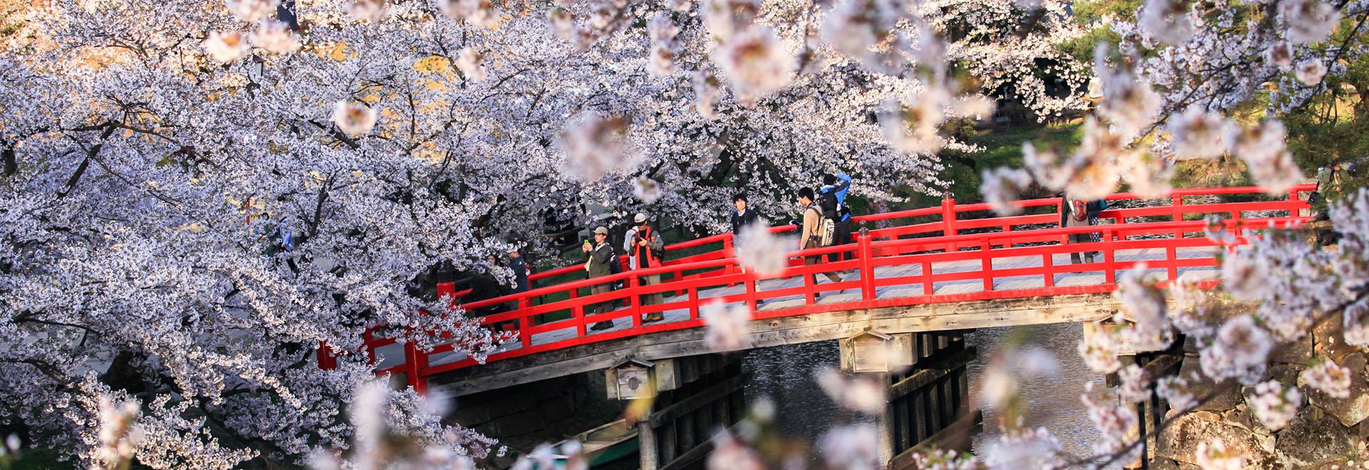 Japan Cherry Blossom Tour