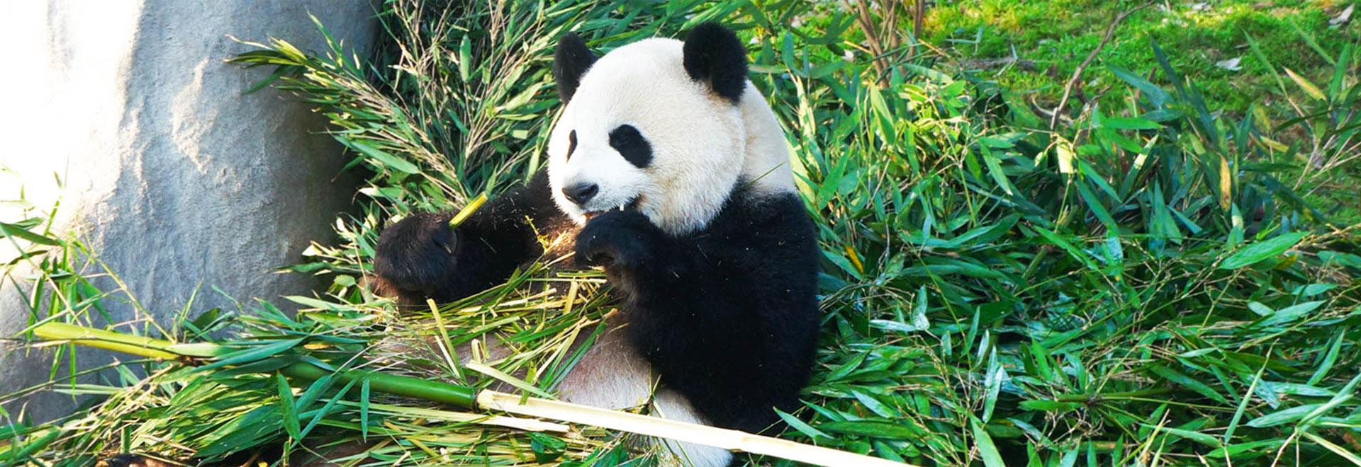 Pandas in Chengdutour/2000/chengdu-panda-2.jpg