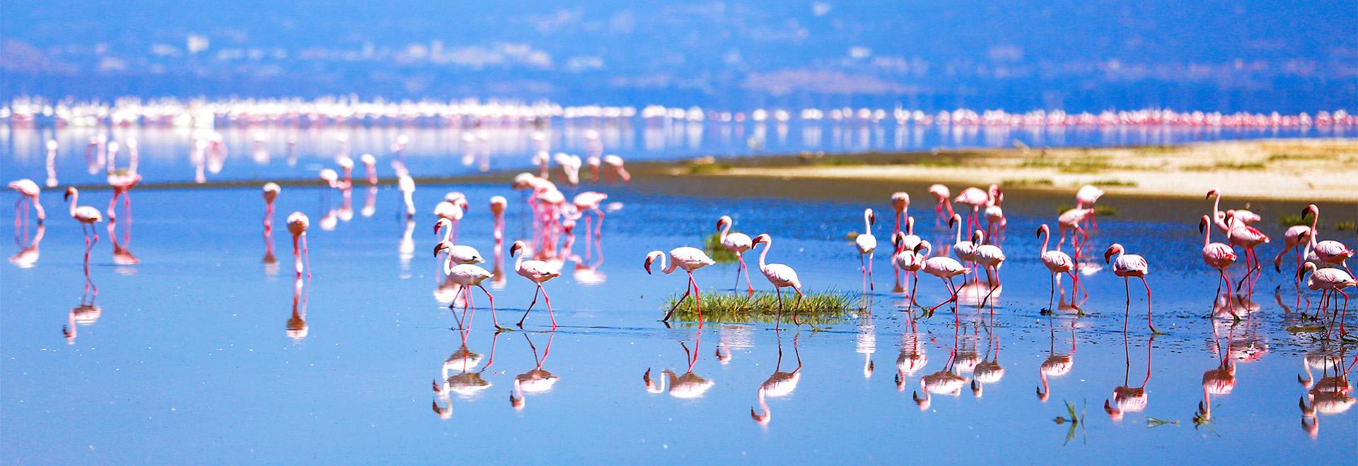 Lake Nakuru's Pink Flamingos