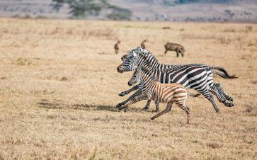 10-Day Kenya Safari Tour