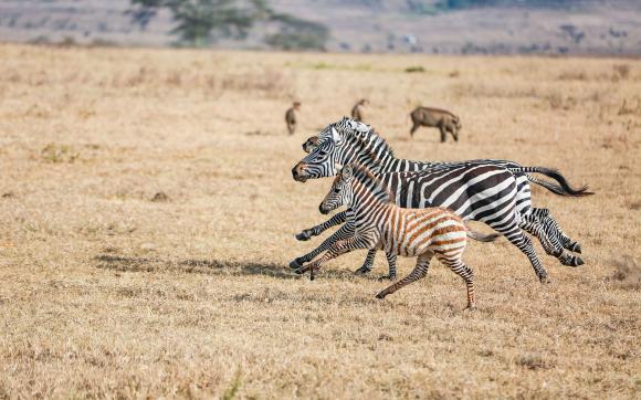 10-Day Kenya Safari Tour
