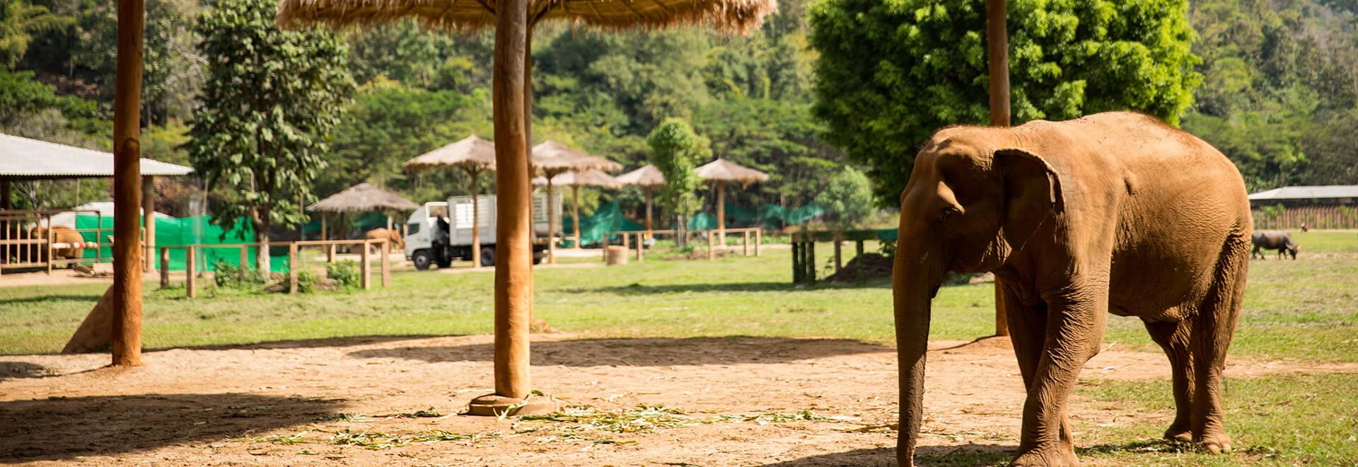 10-day Essential Thailand with Elephants & Phuket 