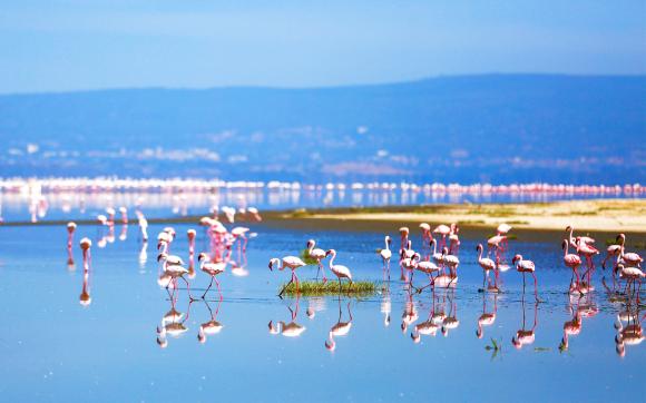 Lake Nakuru's Pink Flamingos