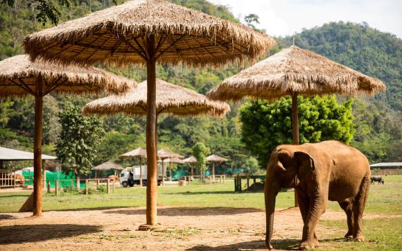 10-day Essential Thailand with Elephants & Phuket