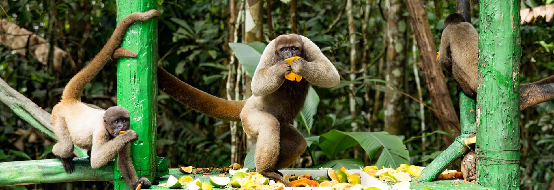 Peru Amazon Rainforest