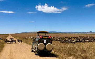 Great Migration Safari