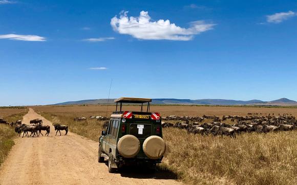 Great Migration Safari