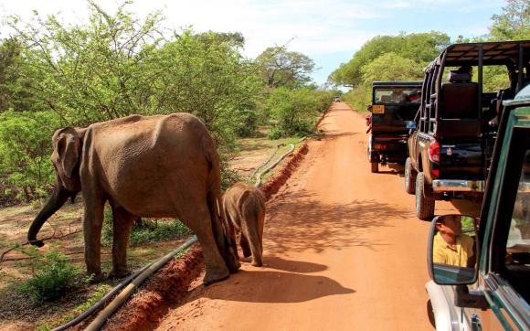 Yala National Park