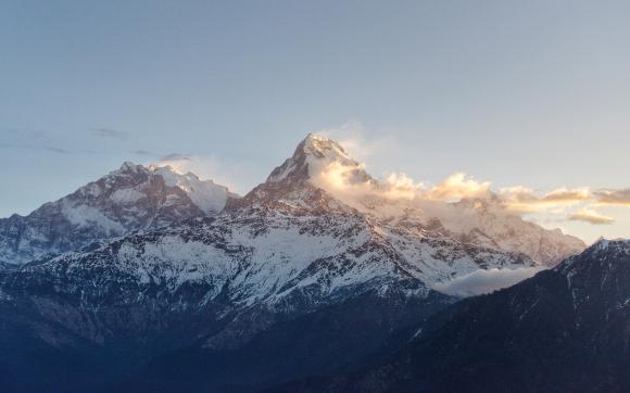 Himalayan