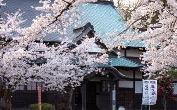Sakura in Japan
