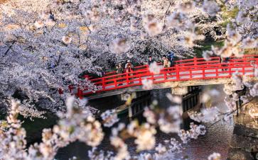 Japan Cherry Blossom Tour
