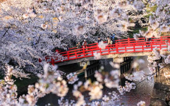 Japan Cherry Blossom Tour