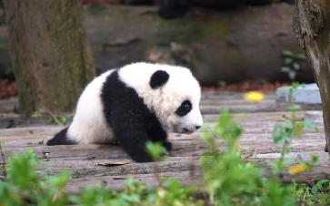 China Highlights Tour with Pandas