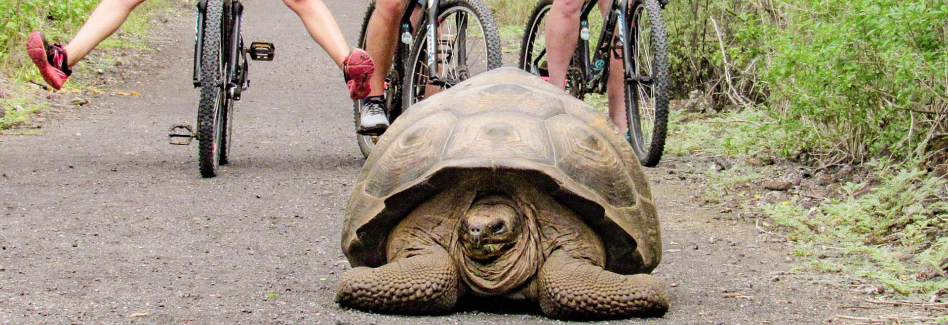 Giant Tortoise Reserve