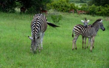 Sabi Sands Game Reserve