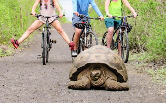 Giant Tortoise Reserve