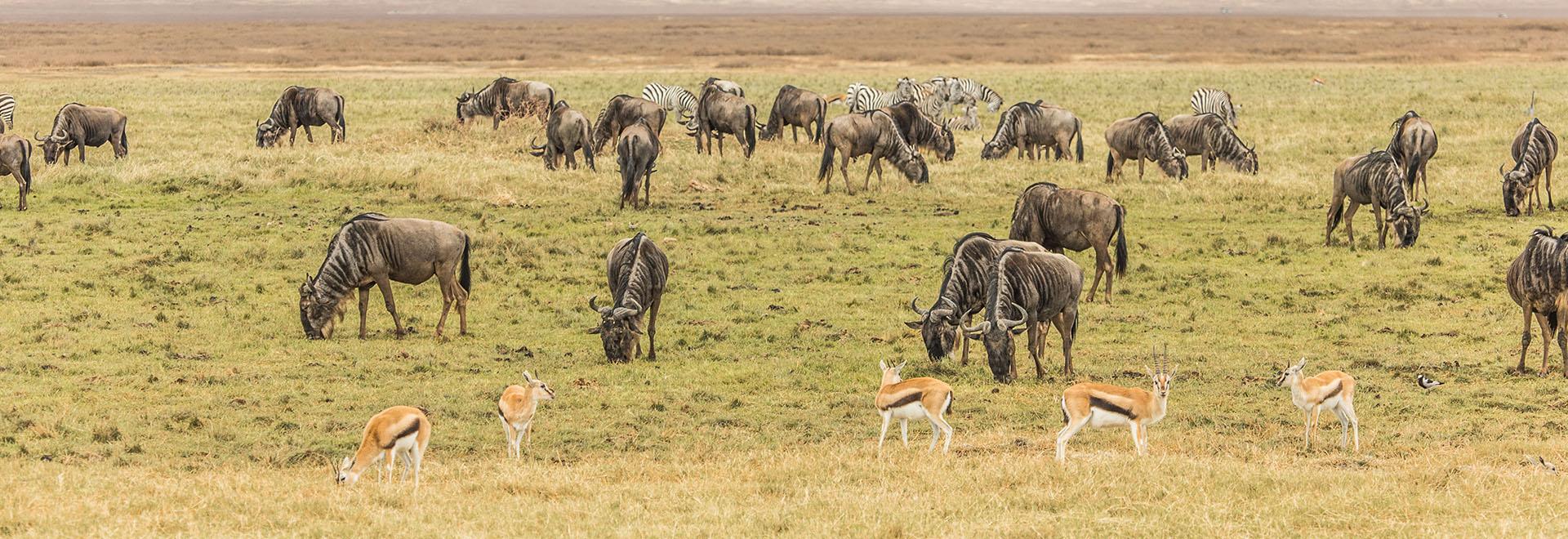 9-Day Kenya Wildlife Explorer