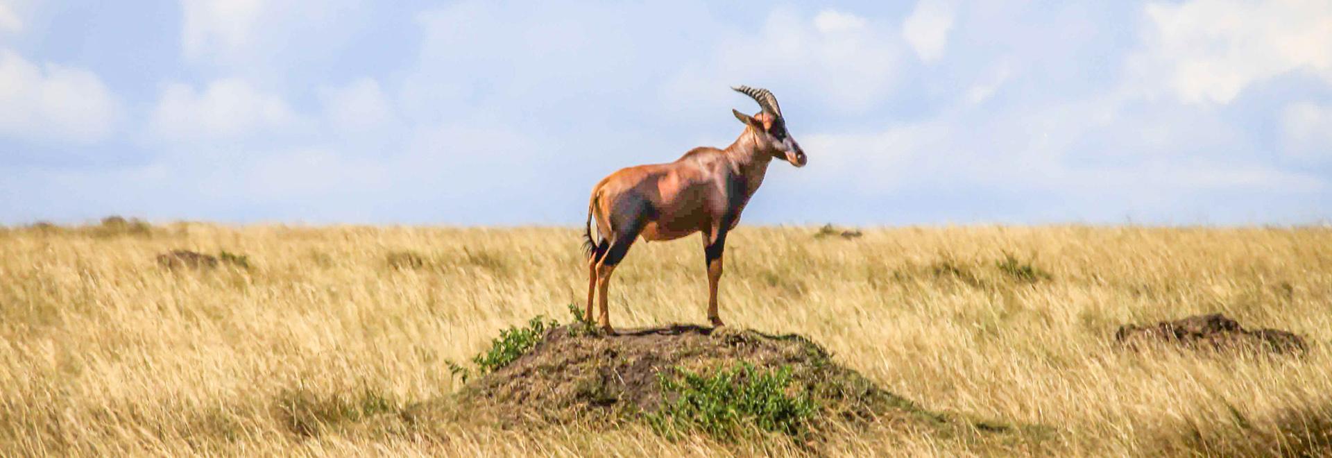 Tanzania Safari