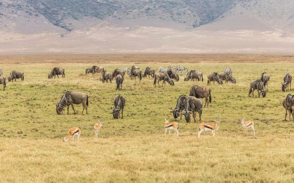 9-Day Kenya Wildlife Explorer