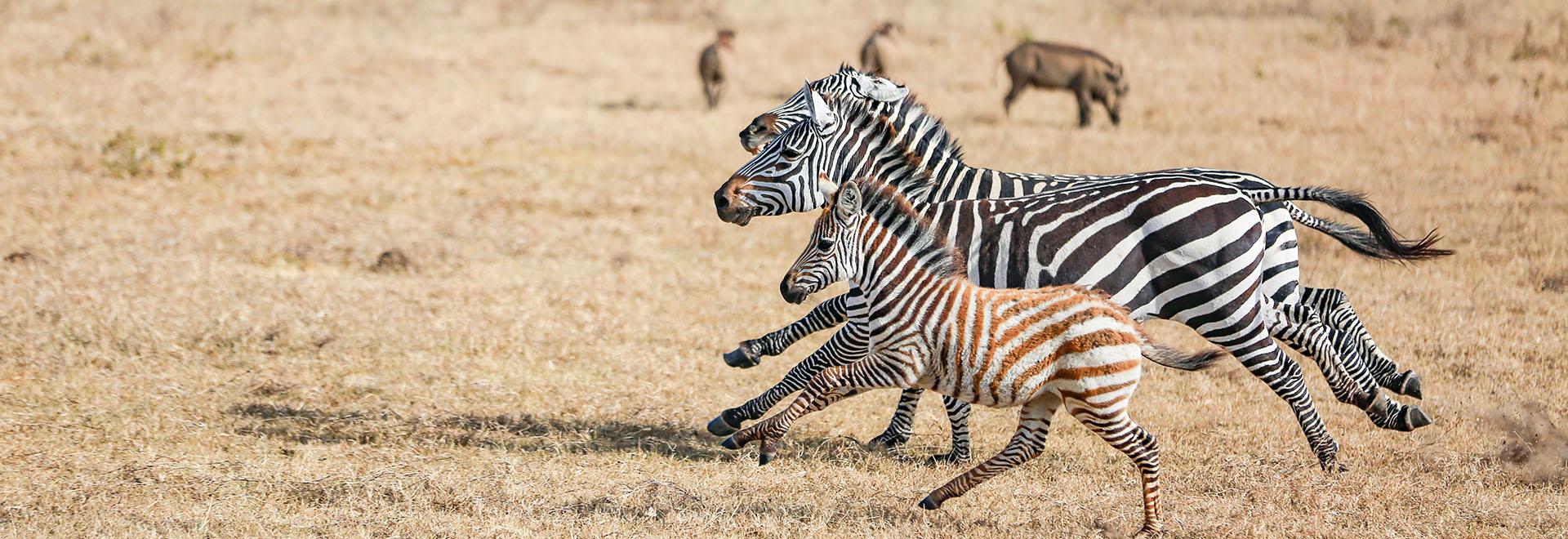 10-Day Kenya Safari Tour