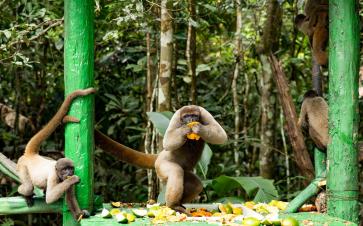 Peru Amazon Rainforest