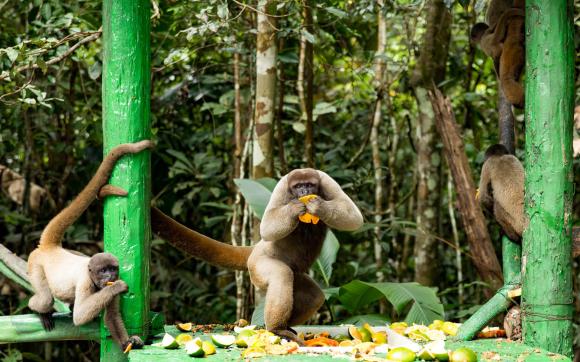 Peru Amazon Rainforest