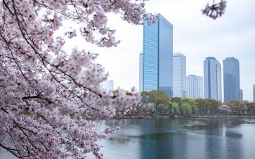Customized Japan Cherry Blossom Tour