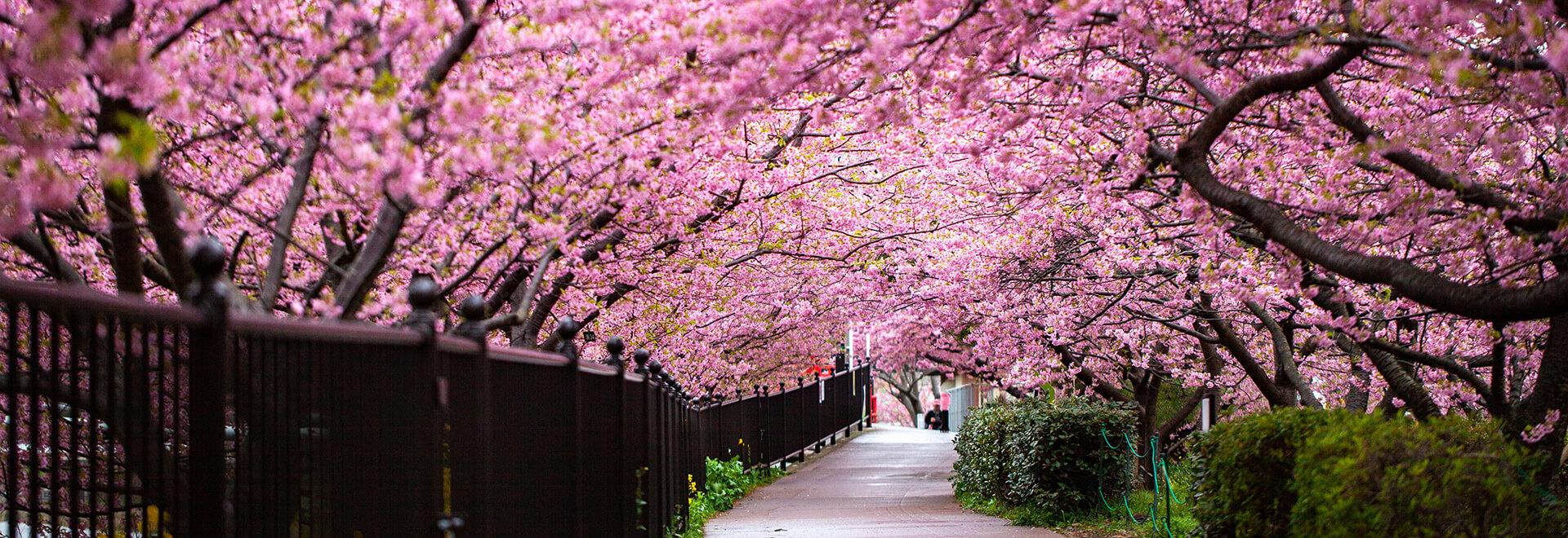 Japan Cherry Blossom Tour