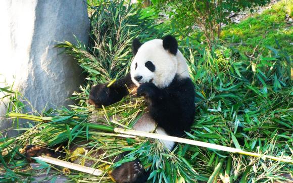 Pandas in Chengdu