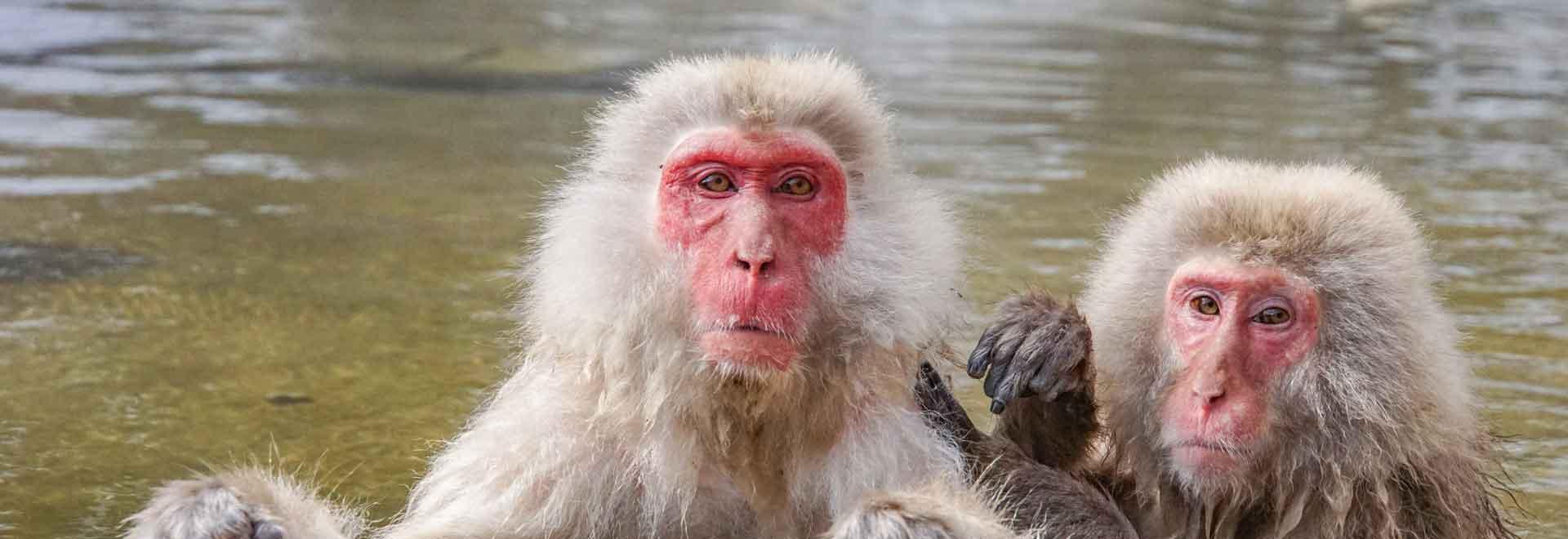 Snow Monkey in Japan