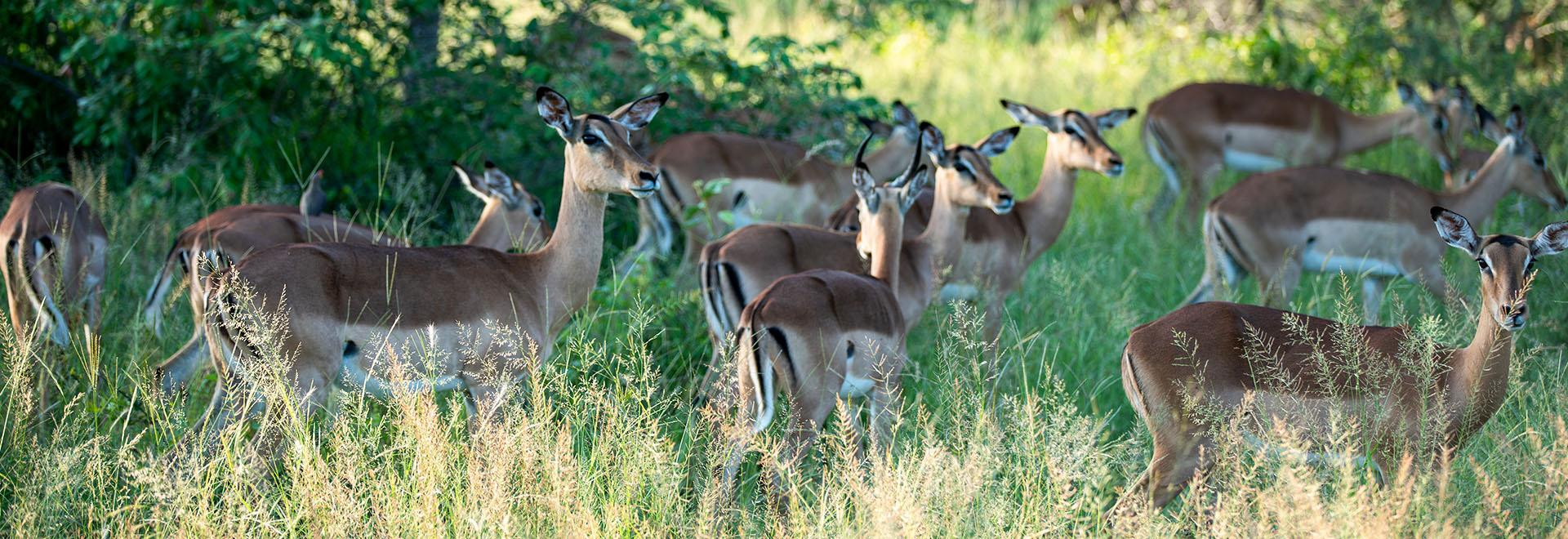 Kruger National Park